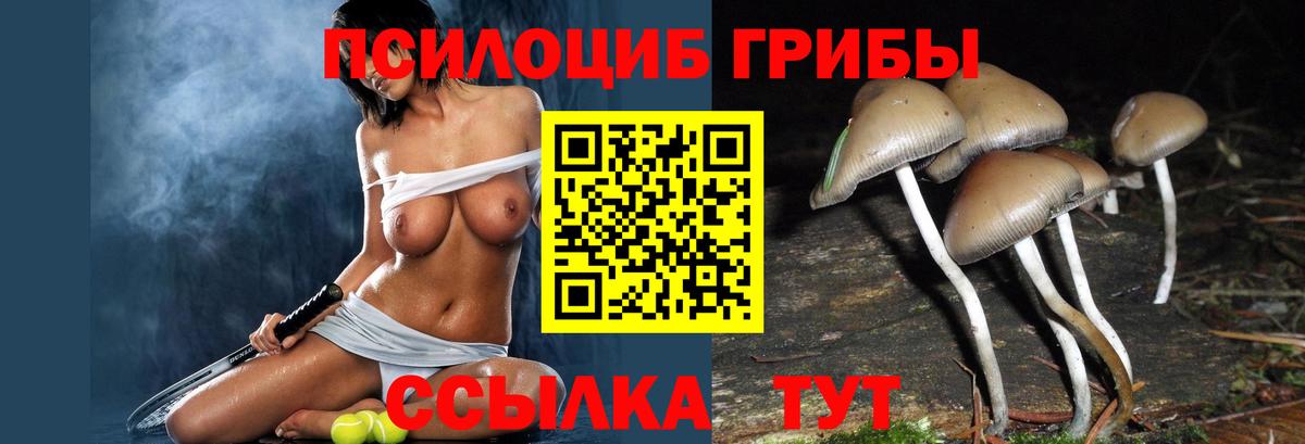 Галлюциногенные грибы Psilocybine cubensis  Вход с VPN  Камень-на-Оби 